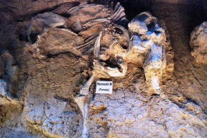 Waco Mammoth Museum - Photo By Larry D. Moore, CC BY-SA 3.0