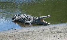 Costa Rica Crocodile