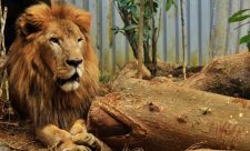 Costa Rica Zoos and Animal Rescue Centers