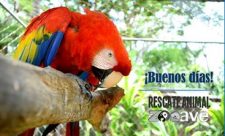 Red Macaws Costa Rica