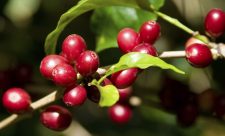 Costa Rican Coffee