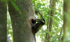 Costa Rica yellow eared toucan