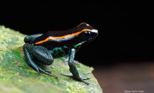 Endemic Animals Costa Rica