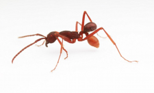 Bug Discovery, Beetle,Costa Rica