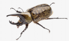 Costa Rica Insect, Beetle, Animals