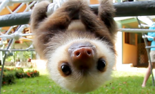 The Sloth Institute Costa Rica Video