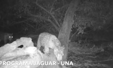 Costa Rica Animals, Ecology, Jaguars