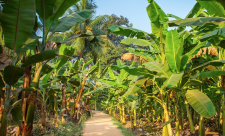 climate change coats rica, fruit production, banana production
