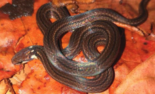 Costa Rica Snakes
