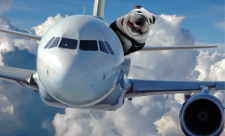 Immigrating with your pets to Costa Rica