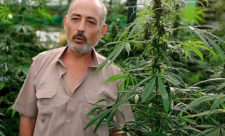 Weed, Legalization, Costa Rica