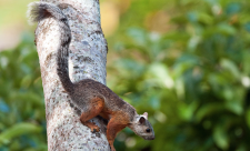 Costa Rican Squirrel Species-Sciurus variegatoides